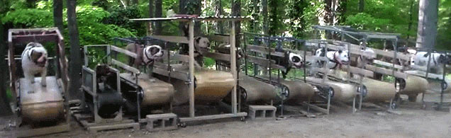 dog gym treadmill