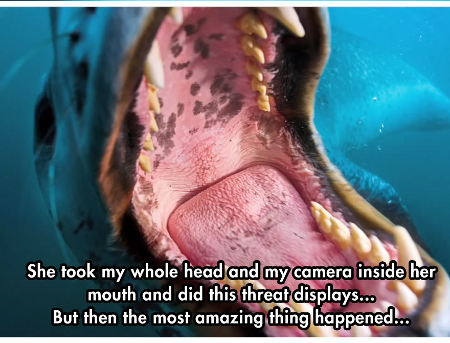 leopard-seal-3