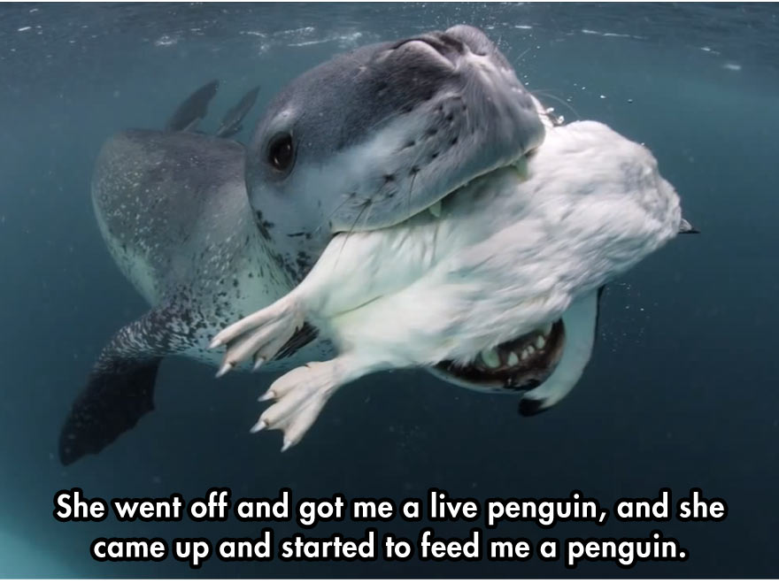 leopard-seal-4