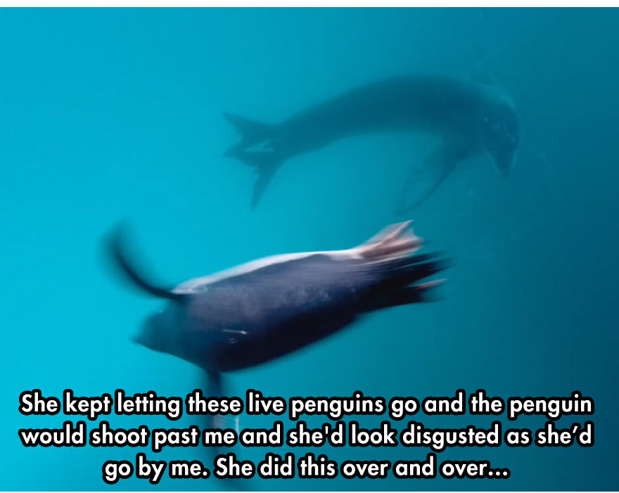 leopard-seal-5