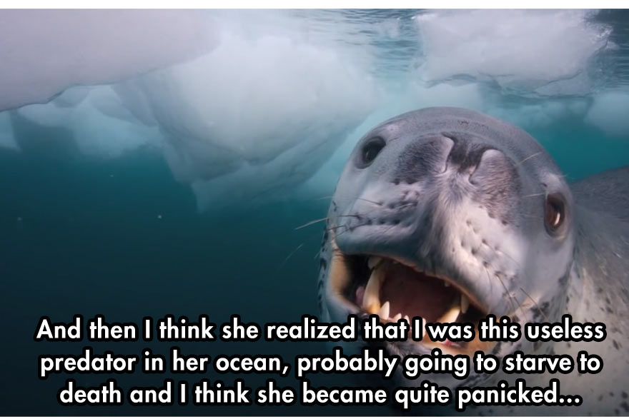 leopard-seal-6