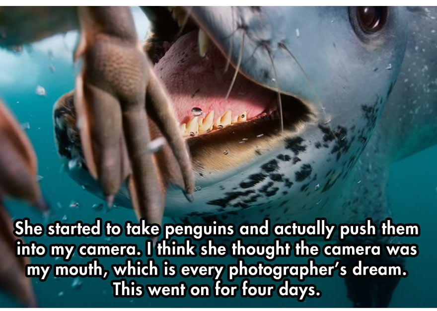 leopard-seal-8
