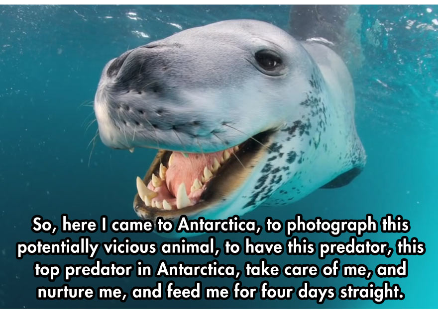 leopard-seal-9