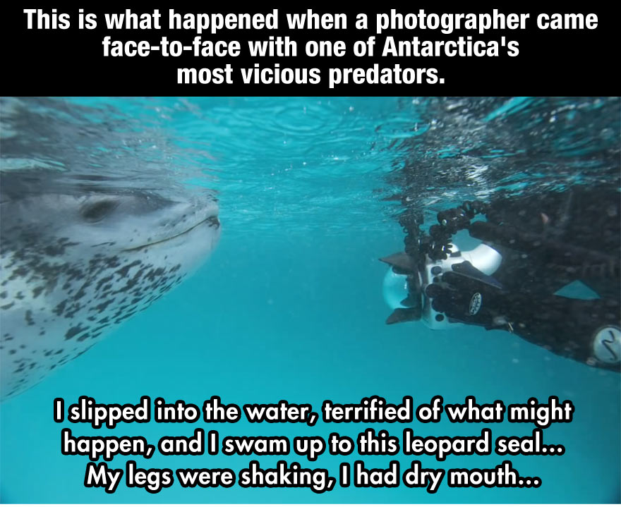 leopard seal