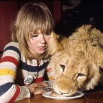 lion raised by humans